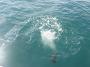 Tuncurry-PhilRoach 046